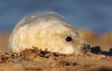 A Seal on Blakeney Point